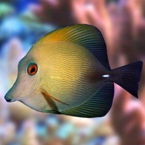 Zebrasoma Scopas - Pesce chirurgo giallo/marrone