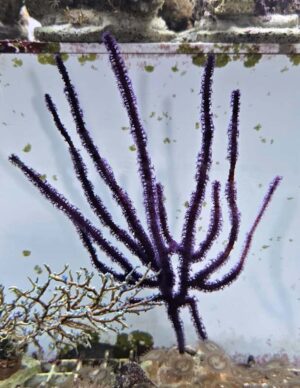 Gorgonia Purple Photosyntetik - FOTO REALI - Corallo molle facile - frag 18-25 cm