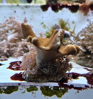 Coral combo: Xenia Pumping + Lobophytum - Coralli molli facili - FOTO REALE