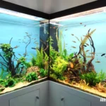 Acquario Angolare 1200 litri con Discus