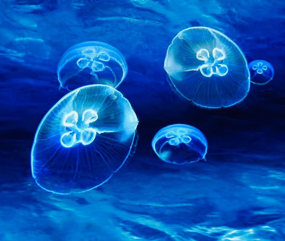 Jellyfish: guida completa all'acquario con meduse