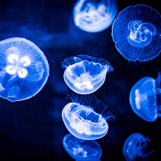 Jellyfish: guida completa all'acquario con meduse