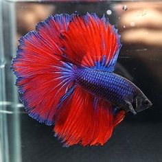 Betta Splendens - Combattenti
