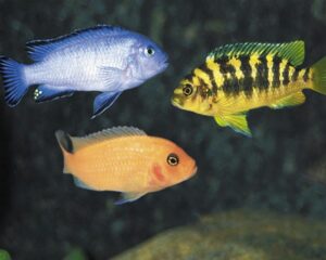 Ciclidi Africani