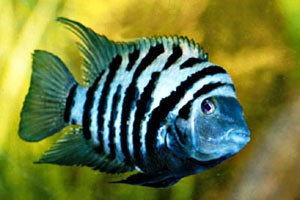 Ciclidi Americani