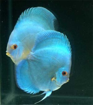 Discus