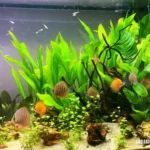 Discus Stendker allestimento Aqual glossy 100