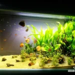 Discus Stendker allestimento Aqual glossy 100 bianco