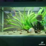 Discus vasca