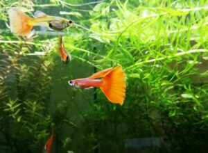 Guppy