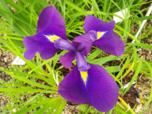 Iris acquatici