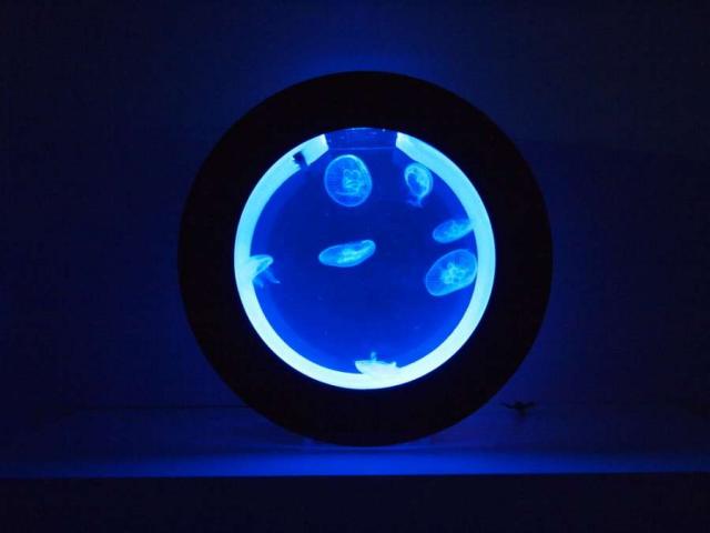 Jellyfish: guida completa all'acquario con meduse