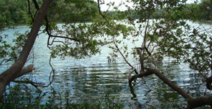 Laguna de los Patos: il biotopo naturale del Poecilia wingei (Endler)