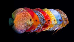 Pesci tropicali d'acqua dolce