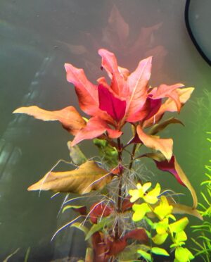 Piante rosse
