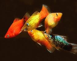 Platy