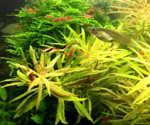 Poecilia Wingei Endler