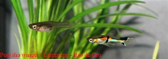 Gli altri biotopi del Poecilia wingei (Endler)
