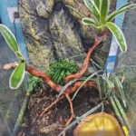 Terrario exo terra