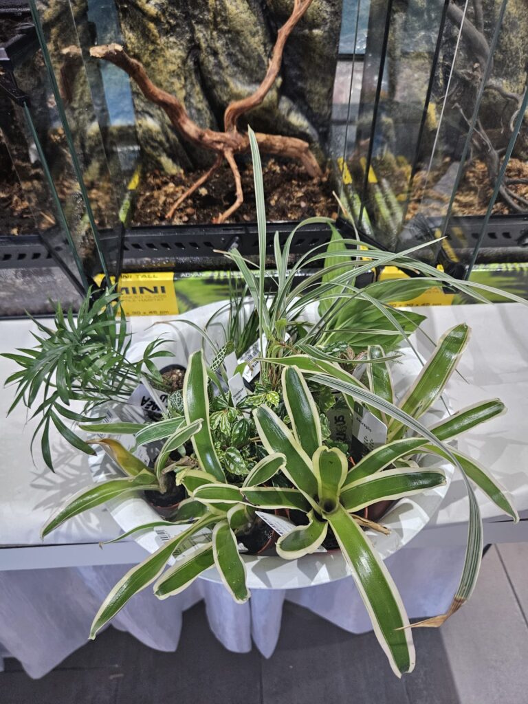 terrario-rane-freccia-piante.jpg