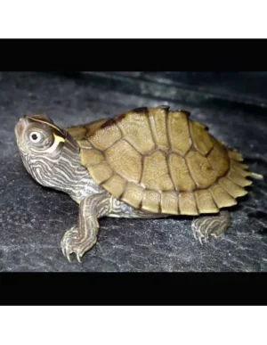 Tartaruga acquatica Graptemys Pseudogeographica Kohni
