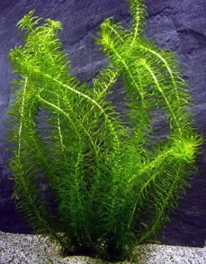 EGERIA NAJAS, pianta rapida depurativa