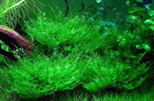 MUSCHIO Taxiphyllum sp. Spiky Moss 6x6 cm