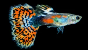 Guppy maschio selezionato Snakeskin Orange mix, Poecilia reticulata male 3,5 cm