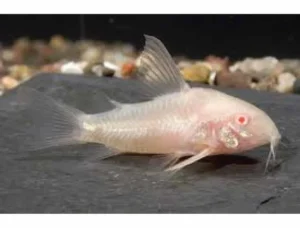 Corydoras ALBINO 2-3 cm, pesce da fondo
