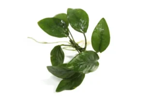 ANUBIAS BONSAI, piccola pianta epifita da primo piano in vasetto