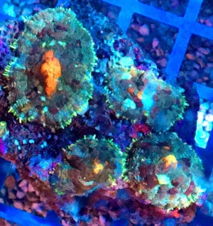 Rhodactis Green-Orange - Mushroom - Corallo molle facile - 1 disco su frag