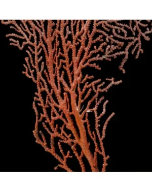 Gorgonia RED Photosyntetik - Corallo molle facile - frag 10-15 cm