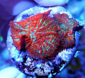 Rhodactis Superman -  Mushroom - Corallo molle facile - 1 disco su frag