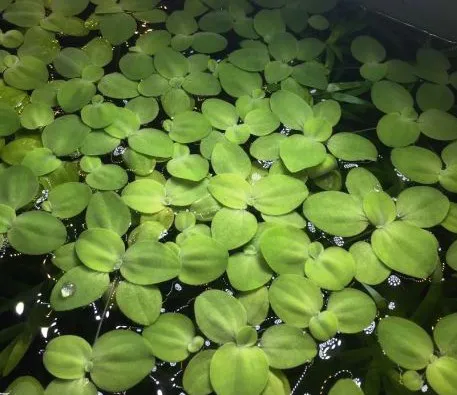 Pacchetto piante acquatiche depurative rapide per acquario o laghetto