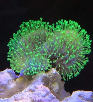 Sarcophyton Flora green - Corallo molle facile - 7-9 cm su frag