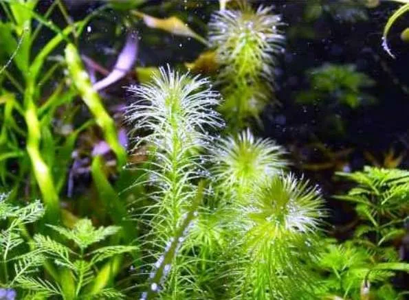 Pacchetto piante acquatiche depurative rapide per acquario o laghetto