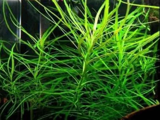 Pacchetto piante acquatiche depurative rapide per acquario o laghetto