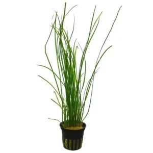 Vallisneria Spiralis NANA, pianta da sfodo a crescita rapida