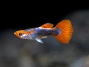 Guppy maschio koi TUXEDO Red Cap, Poecilia reticulata male 3,5 cm