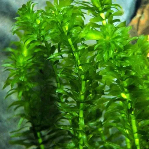 Pacchetto piante acquatiche depurative rapide per acquario o laghetto