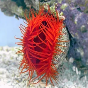 Lima Scabra - Pettine di fuoco - Ctenoides scaber - Mollusco bivalve