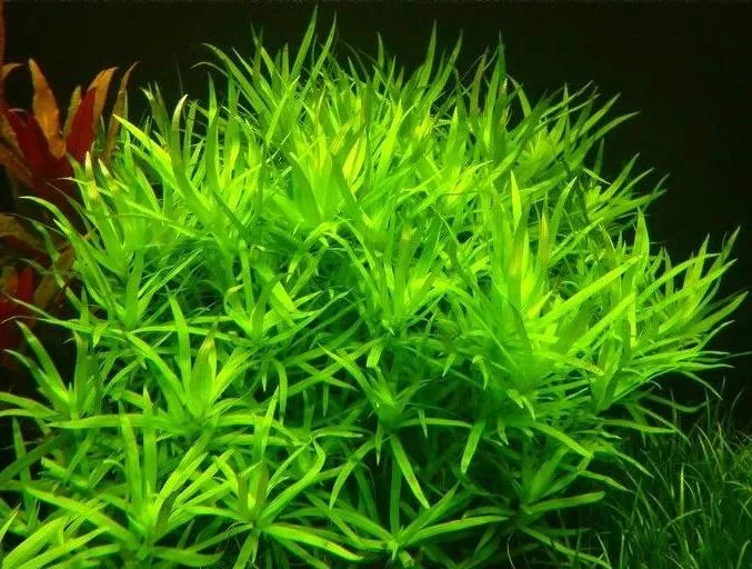 Pacchetto piante acquatiche depurative rapide per acquario o laghetto