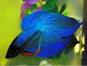 Betta splendens veiltail blue XL, pesce combattente maschio 4,5 cm