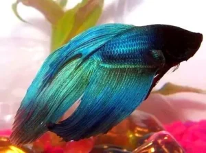 Betta splendens veiltail Green-blue XL, pesce combattente maschio 4,5 cm