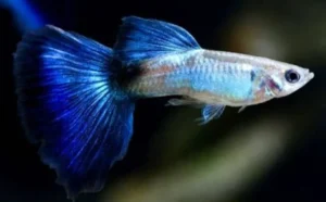 Guppy maschio Blue Queen, Poecilia reticulata male 3,5 cm