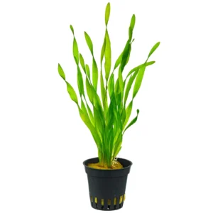 Vallisneria Asiatica Corkscrew Tortifolia, pianta da sfodo a crescita rapida Torta