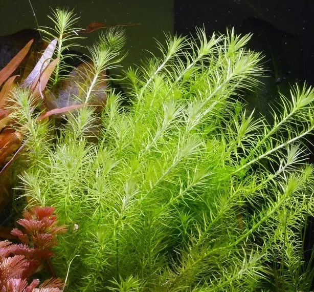 Pacchetto piante acquatiche depurative rapide per acquario o laghetto