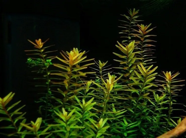 Pacchetto piante acquatiche depurative rapide per acquario o laghetto