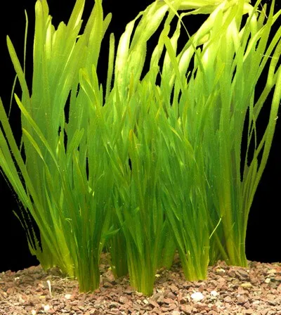 Pacchetto piante acquatiche depurative rapide per acquario o laghetto