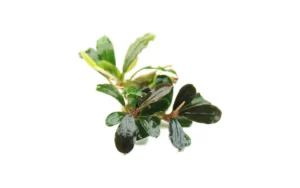 Bucephalandra Lo Black Pearl - pianta rara epifita da primo piano